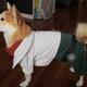 Illustration for article titled Star Doge
